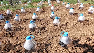 Planting Beans