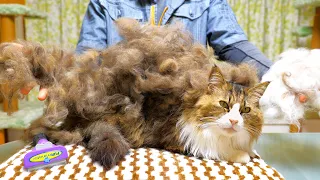 The moment when a large cat with long hair becomes a summer body with FURminator is very comfortable