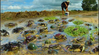 OMG Catching Crabs On  The Road Flooding - Today A Fisherman Catch A Lot By Hand Skill