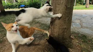 Mother Cat Slaps Her Kitten for Bothering Her