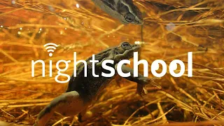 NightSchool: Extreme Life