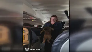 Stewardess wrangles unruly cat on United flight