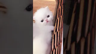 OMG So Cute Cats ♥ Best Funny Cat ❤️🐈Videos 2021 #1093