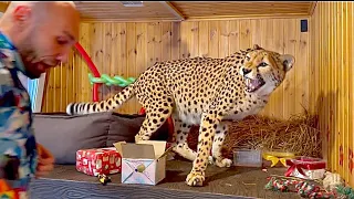 Birthday surprise turned out to be a shock 😱 Cheetah Gerda attacked Sasha and showed her character