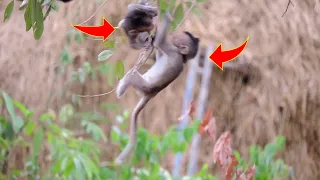 Ally team playing on the tree amazing babymonkeys #monkey #monkeyvideo