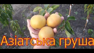 Азіатська груша 2021