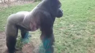 FULL VERSION  When a Silverback attacks.