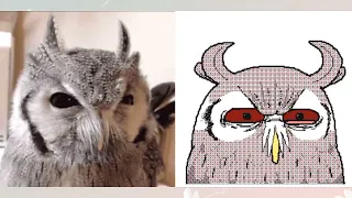 Meme night dancer animals | Credit: kekeflipnote #funny #meme #animals #kekeflipnote