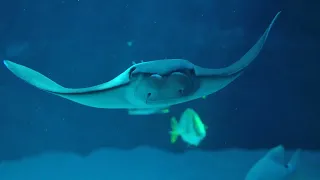 Dive with Gentle Giants at Georgia Aquarium