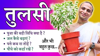 Tulsi Aarti Puja Kaise Karen? घर पर तुलसी की देखरेख और पूजा करने की पूरी विधि