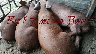 Выращивание свиней. Вес поросят Дюрок в 3 месяца!Поросята растут.