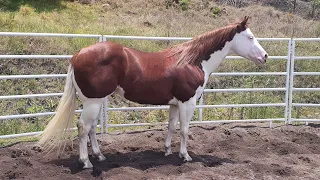 Visita a Rancho Montegrande 2024 - Sementales