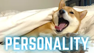 Shiba Inu Personality - FULL DISCLOSURE