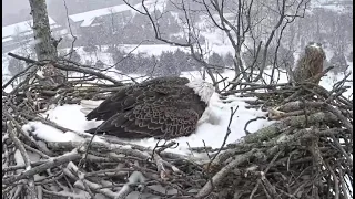 Белоголовый орлан высиживает яйца во время метели