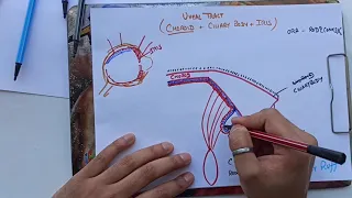 Ciliary Body Anatomy Of Eye Part 5 Uveal Tract( Structure of Ciliary body)