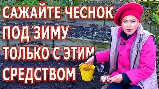 Как посадить ЧЕСНОК осенью ПОД ЗИМУ. ВСЕ особенности и СЕКРЕТЫ!