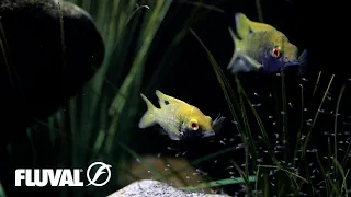 NATURAL AQUARIUMS | Understanding Aquatic Habitat Complexity