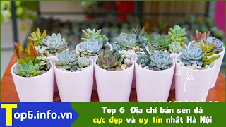 Top 6 Địa chỉ bán sen đá cực đẹp và uy tín nhất Hà Nội