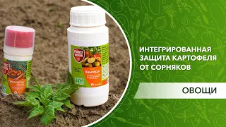 Комплексная защита картофеля от сорняков