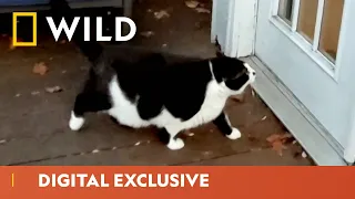 Funny Animal Adventures | America’s Funniest Videos: Animal Edition | National Geographic WILD UK