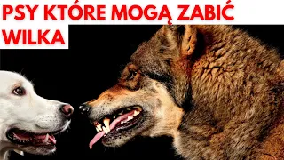 Psy Które Mogą ZABIĆ Wilka