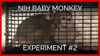 Startle Tests | NIH Baby Monkey Experiment #2