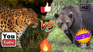 КТО ПОБЕДИТ?! Ягуар против бурого медведя!!!//батл животных//(ANIMALS BATTLE BIT)