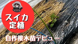 スイカ定植【自作接木苗】【金色羅皇】【羅皇】【家庭菜園】