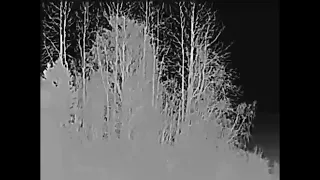 Tawny Owl in thermal imager