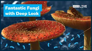 KQED's Deep Look Explores the Fantastical, Functional and Fun World of Fungi