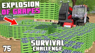 MASSIVE PLANS! GRAPE EXPLOSION | Survival Challenge | Farming Simulator 22 - EP 75