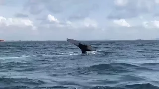 Ballet de baleines devant Lomé