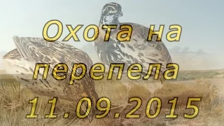 Охота на перепела и куропаток с легавыми, Ростовская обл., 11.09.15 г.