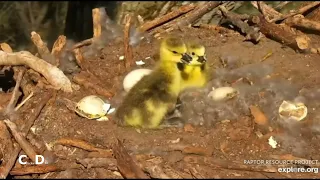 Decorah Goose Cam~The Jump Has Happened-One Chick on the Ground With Parents _4/23/24