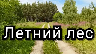 ЛЕС И СВИНЬИ. ЛЮДИ ВЫ КТО????