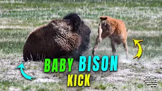 Playful Baby Bison Kicks Its Mother