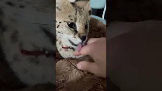 Dad give me food, not hissing you now ❗️😅 Leona  #cat #serval #savannahcat #asmr