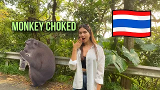 8 FACTS ABOUT THAILAND | The monkey almost attacked me. Wild animals on the roads