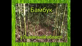 Бамбук у Львівській області / Phyllostachys nigra, nuda, aurosulcata. Sasa Palmata