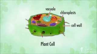 Introduction To Botany - Plants are like people