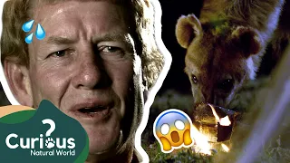 A Sleeping Pilot Attracts A HUNGRY Hyena! 😋😱 | Human Prey | Curious?: Natural World