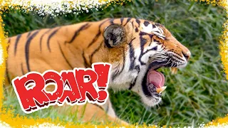 Zoo Tours: LOUD TIGER ROAR | Zoo Knoxville