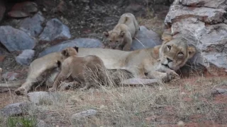 Seven 2 month old lion cubs with their moms