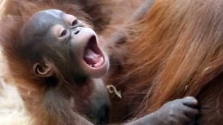 Newborn Orangutan playing with Mother