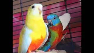 Тихие и негрызущие антивандальные попугайчики