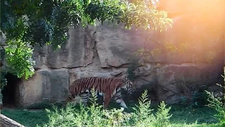 Sumatra Tiger - Sibirische Tiger - Pinguine - Leoparden - Zoo Prag