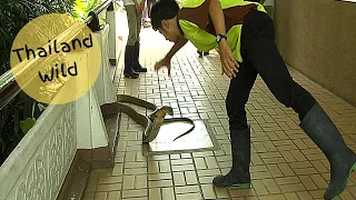 King Cobra in Outdoor Show at the Bangkok Snake Farm, Thailand