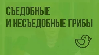 Съедобные и несъедобные грибы. Видеоурок по окружающему миру 1 класс