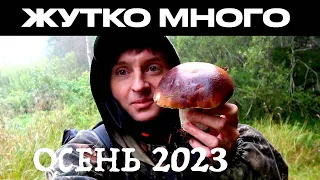 ГРИБОВ УЖАС КАК МНОГО/ОСЕННИЕ ГРИБЫ ПОПЁРЛИ/2023