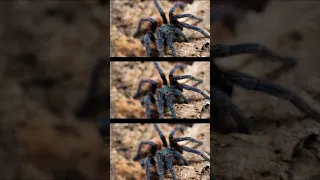 the Green Bottle Blue Tarantula is Amazing! #shorts